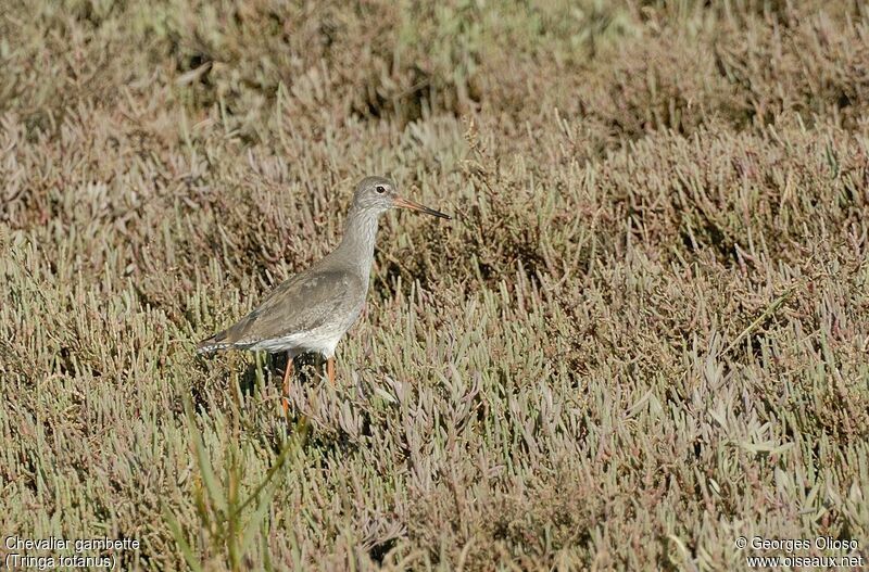 Common Redshank, identification