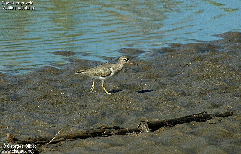 Spotted Sandpiper