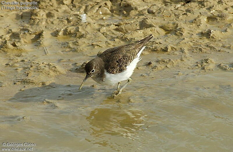 Common Sandpiper