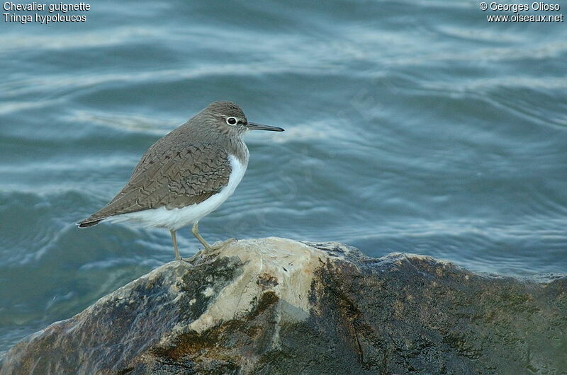 Common Sandpiperadult post breeding