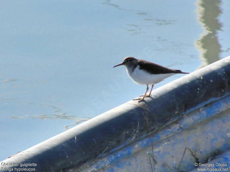 Common Sandpiper