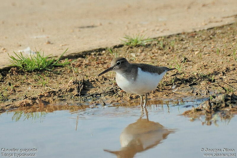 Common Sandpiper