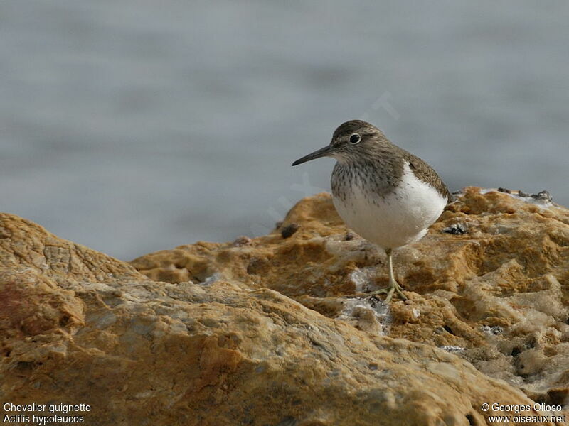 Common Sandpiperadult, identification