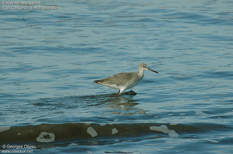 Willet