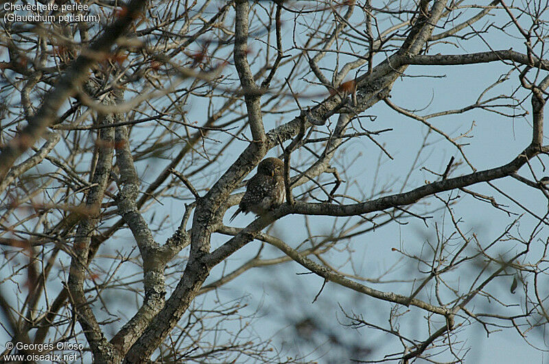 Pearl-spotted Owlet