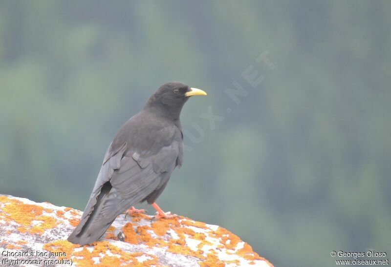 Alpine Choughadult breeding, identification