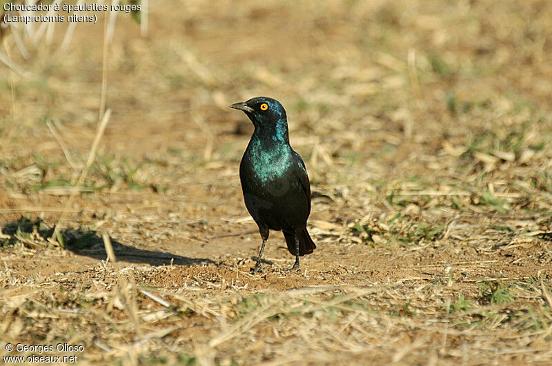 Cape Starling