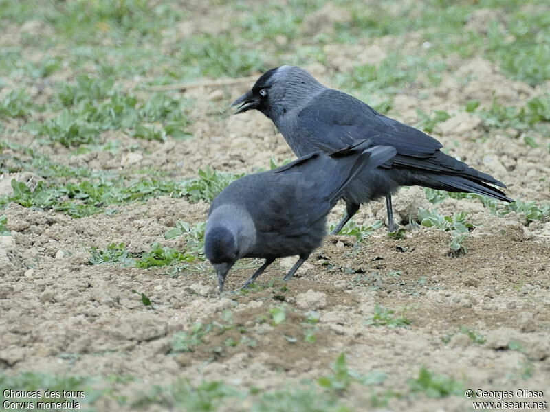 Western Jackdaw adult breeding, identification