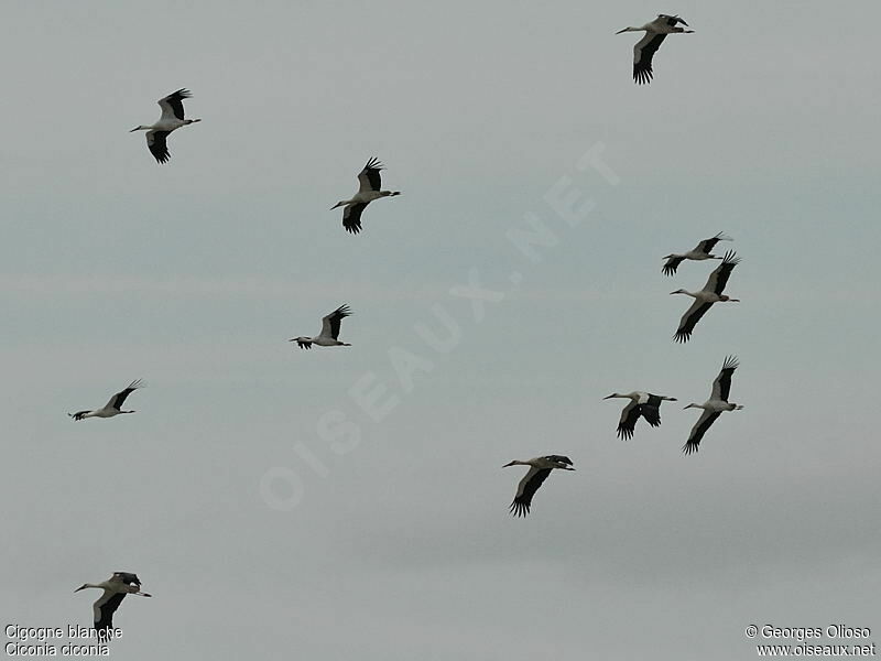 White Stork, Flight