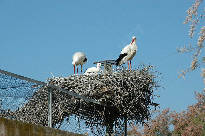 White Stork