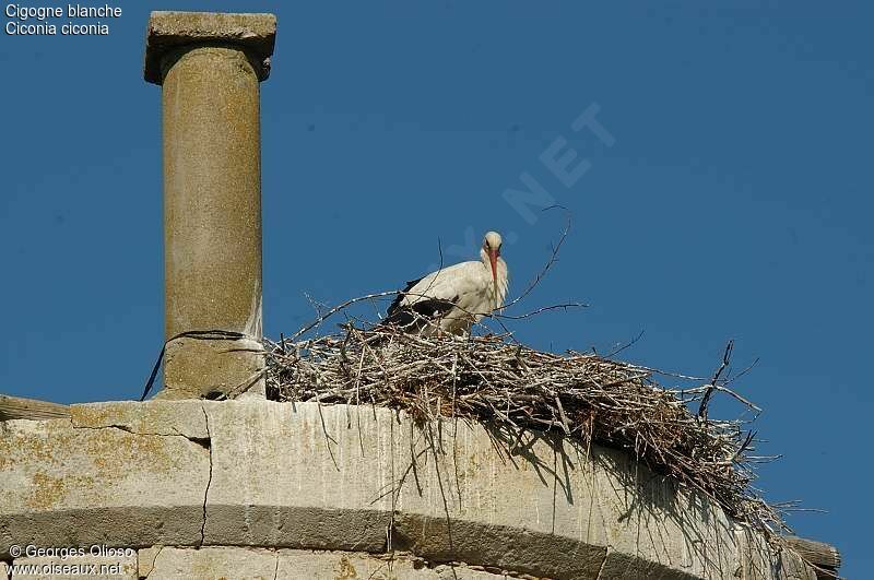 Cigogne blancheadulte nuptial