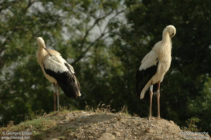 Cigogne blanche1ère année