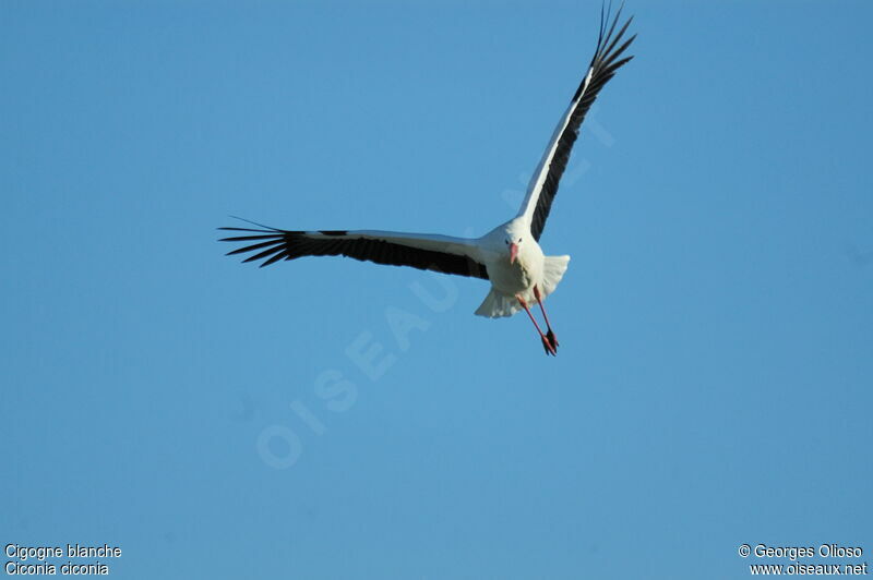 White Storkadult