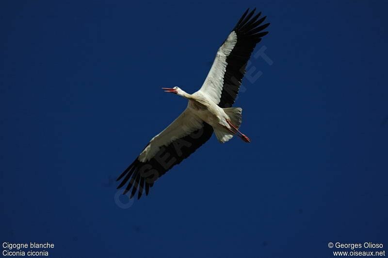 Cigogne blancheadulte