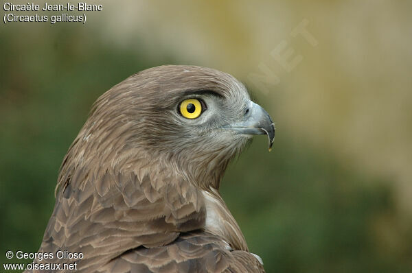 Short-toed Snake Eagle