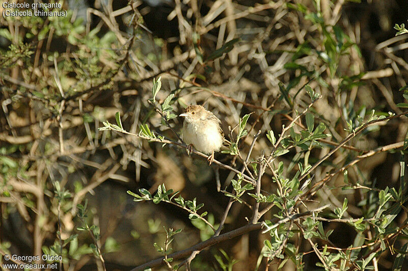 Rattling Cisticola