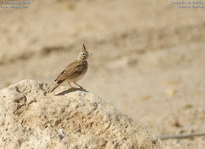 Thekla's Lark male adult breeding