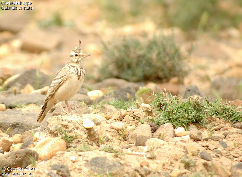 Cochevis huppé