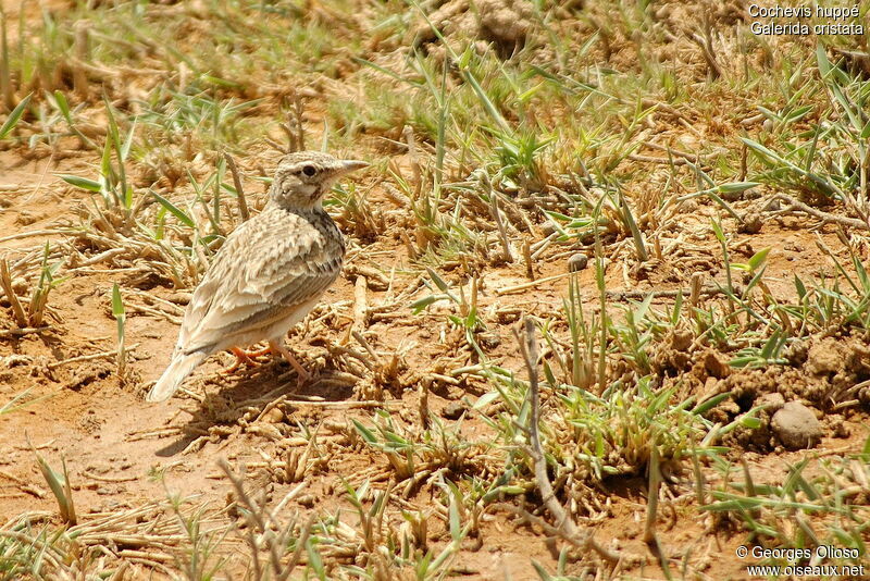 Cochevis huppé