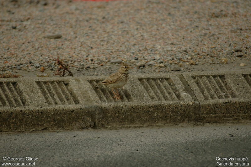 Cochevis huppé