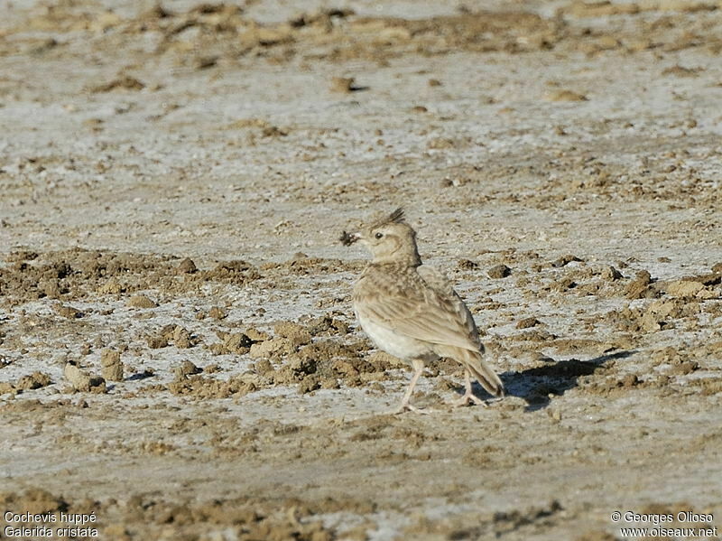 Crested Larkadult breeding