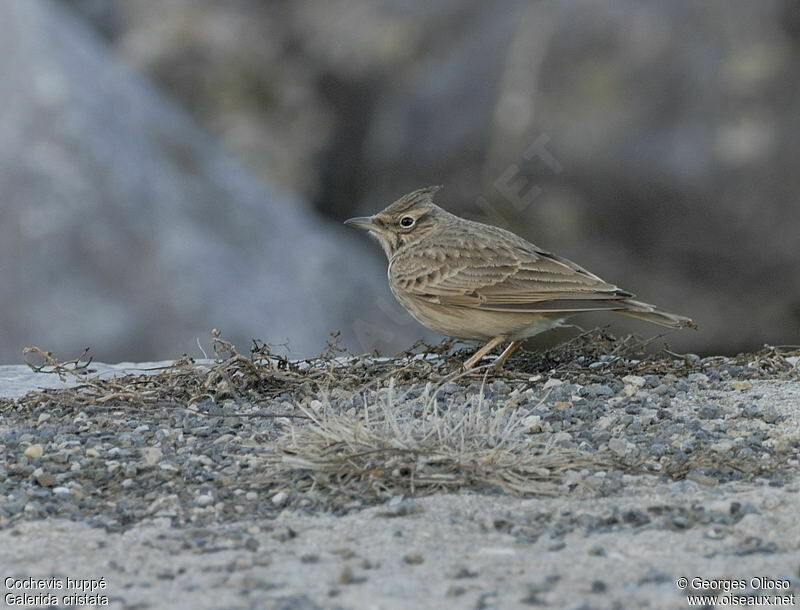 Crested Lark