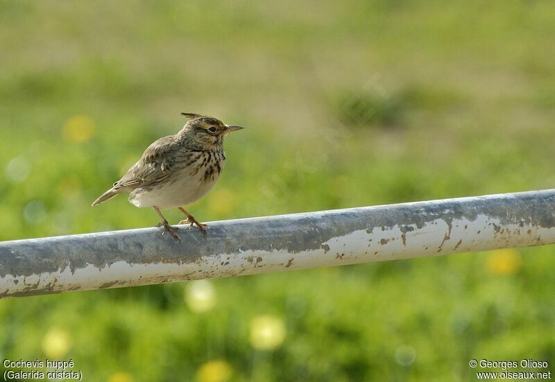 Crested Lark, identification