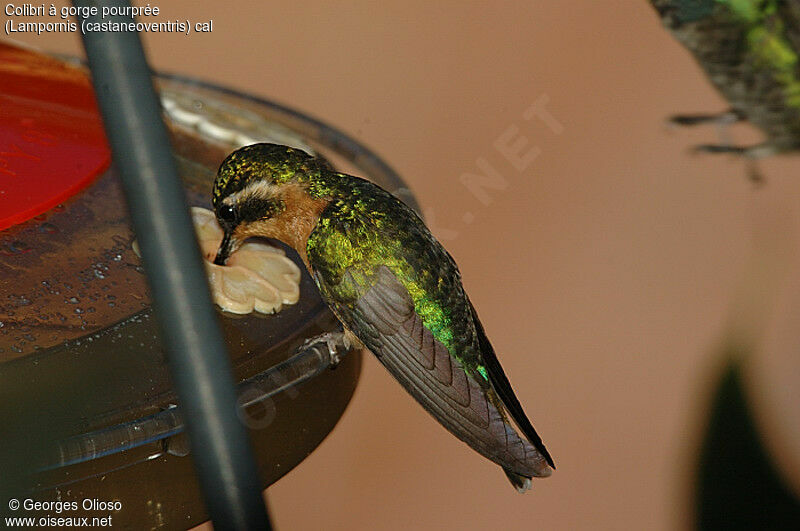 Colibri à gorge pourprée