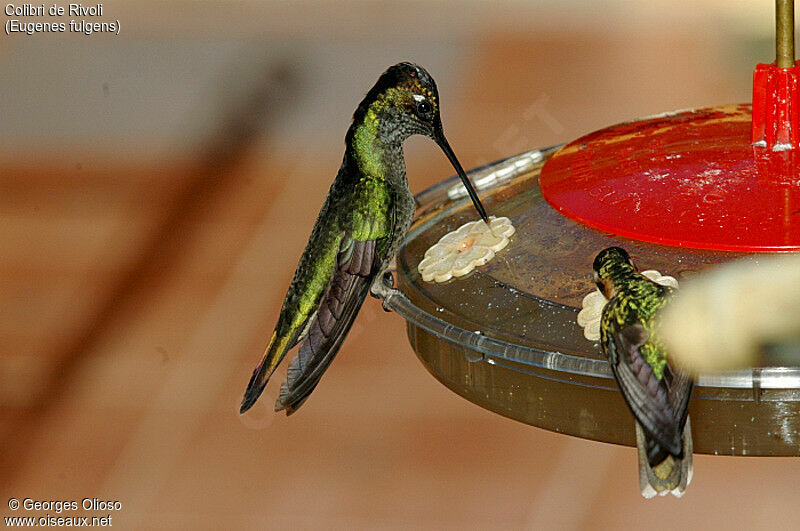 Rivoli's Hummingbird