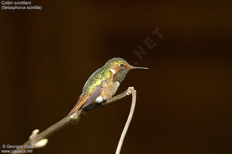 Scintillant Hummingbird