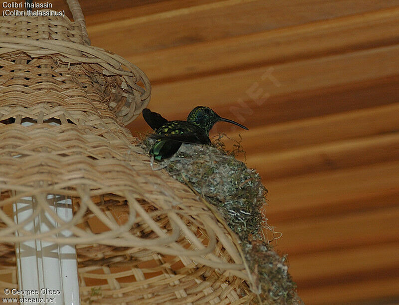 Mexican Violetear