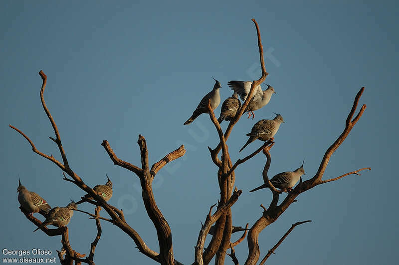 Crested Pigeonadult, Behaviour