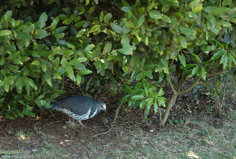 Wonga Pigeonadult, habitat, Behaviour