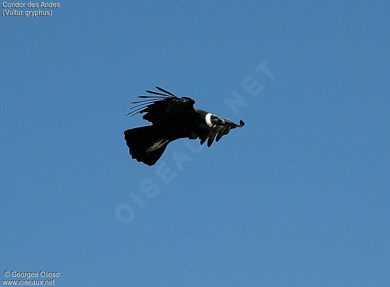 Condor des Andes