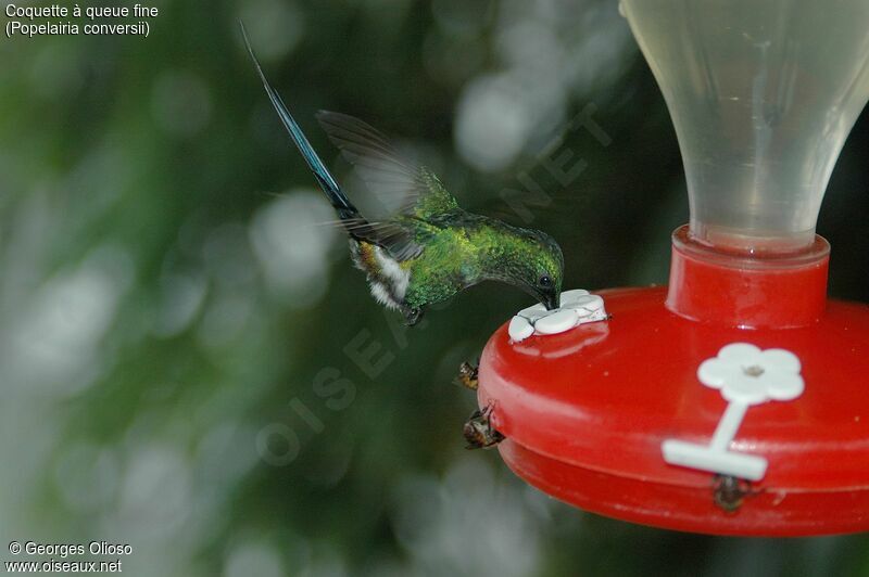 Green Thorntail