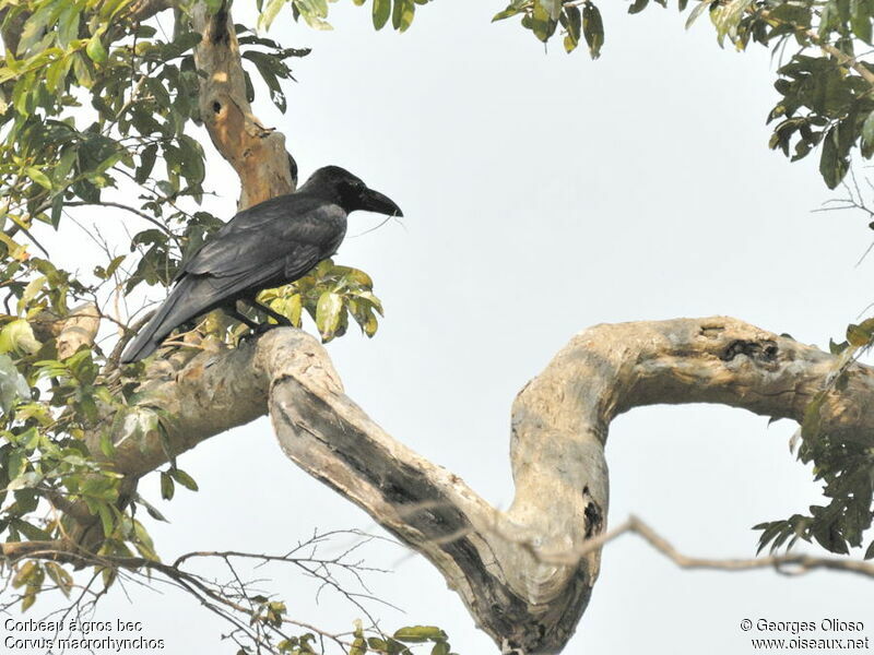 Large-billed Crowadult breeding, identification, Reproduction-nesting, Behaviour