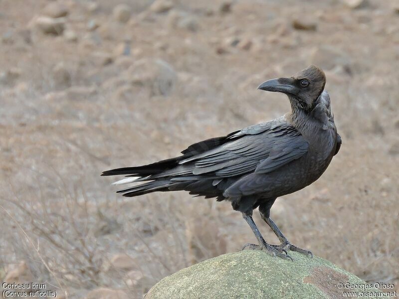 Brown-necked Ravenadult breeding, identification