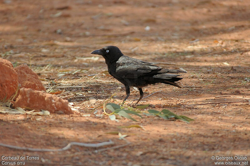 Corbeau de Torres