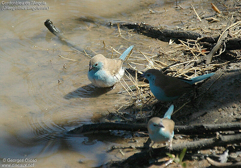 Blue Waxbill