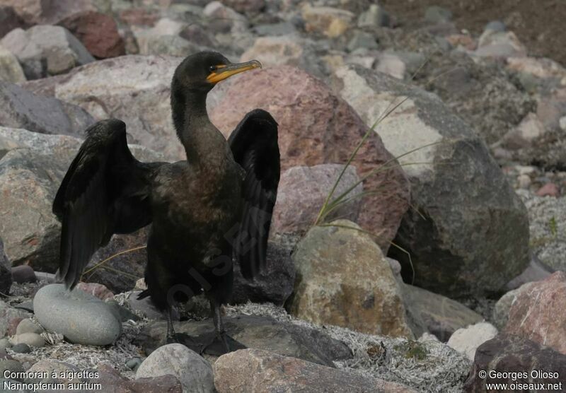 Cormoran à aigrettesadulte internuptial, identification, Comportement