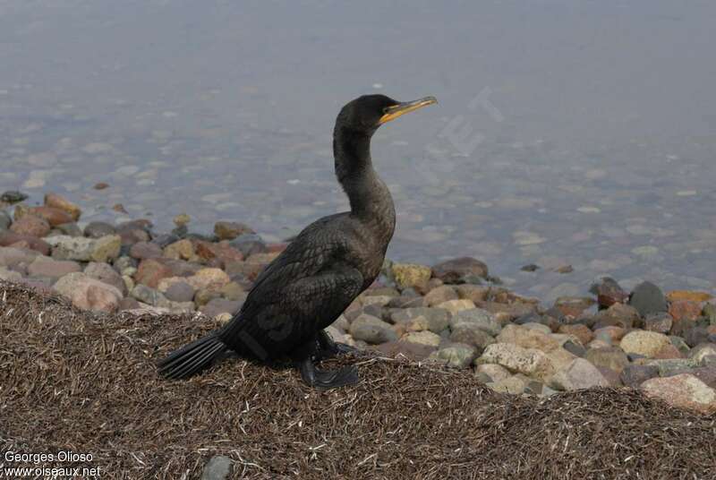 Cormoran à aigrettesadulte internuptial, identification