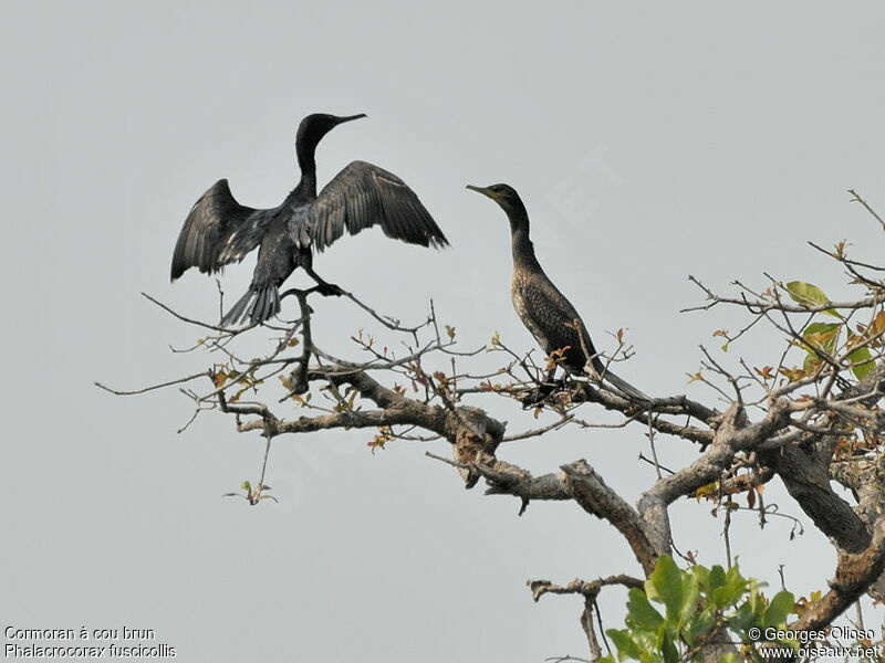 Cormoran à cou brunsubadulte, identification, Comportement