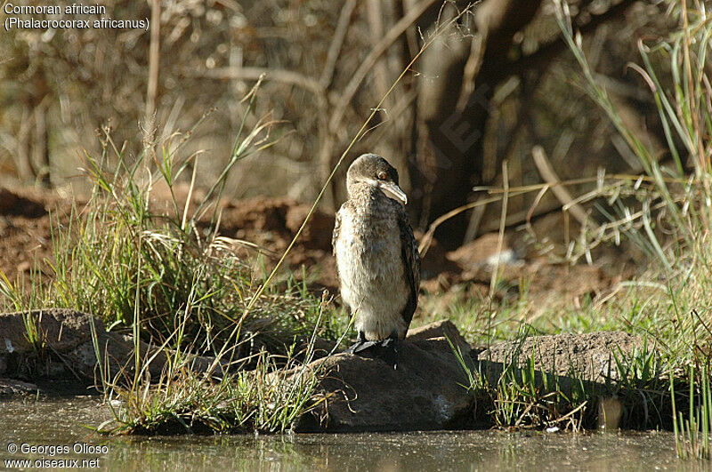 Cormoran africain