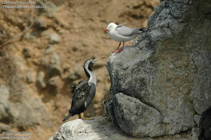 Cormoran moucheté