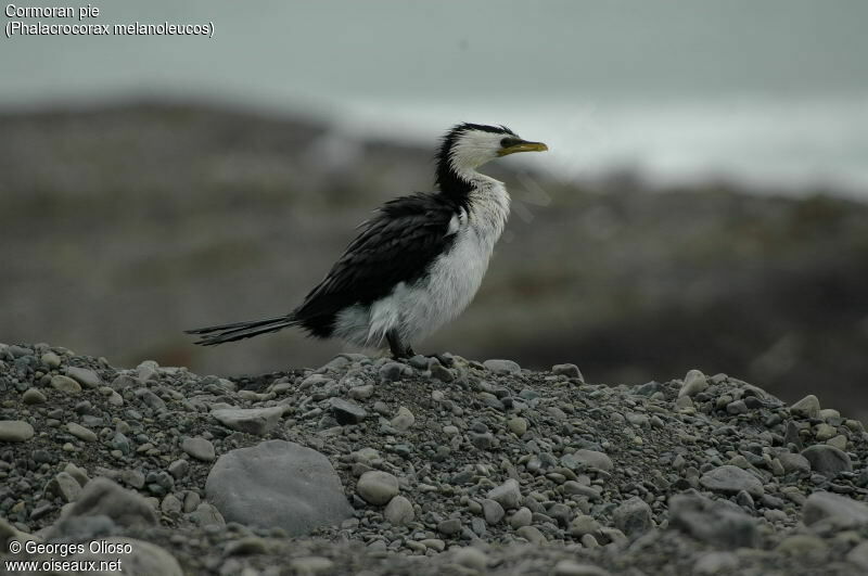 Little Pied Cormorant