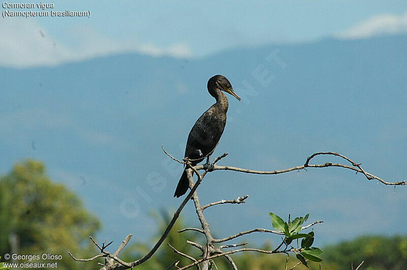 Cormoran vigua