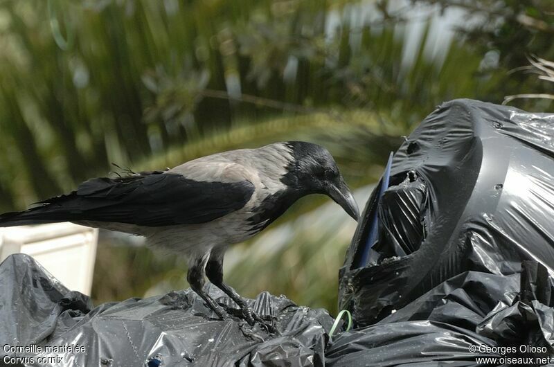 Hooded Crowadult, identification, feeding habits