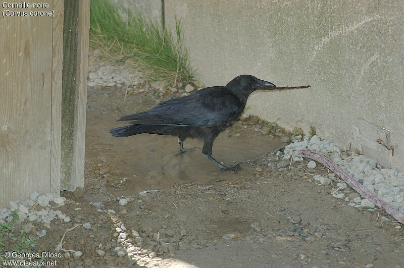 Corneille noire