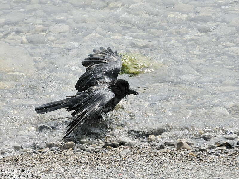 Carrion Crowadult, care, Behaviour