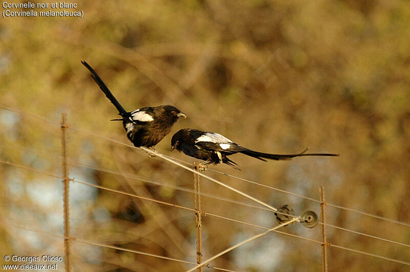 Magpie Shrike